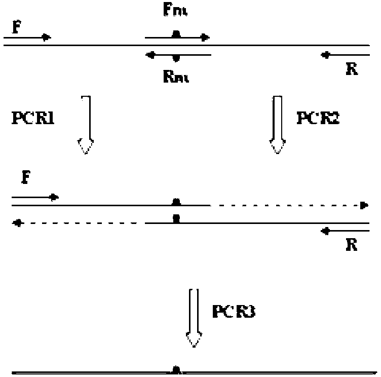 Thermal stability improved xylanase XynAS9-m mutant V81P/G82E as well as gene and application thereof