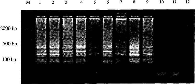 Primer pairs, method and fast diagnostic kit for detecting red-spotted grouper nervous necrosis viruses