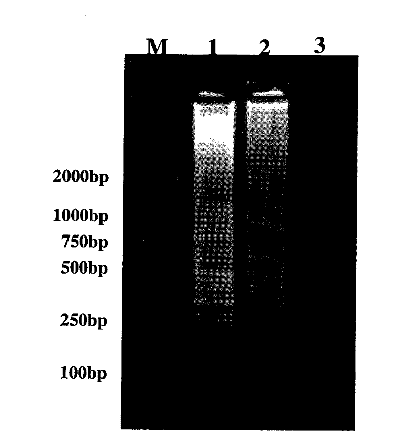 Primer pairs, method and fast diagnostic kit for detecting red-spotted grouper nervous necrosis viruses