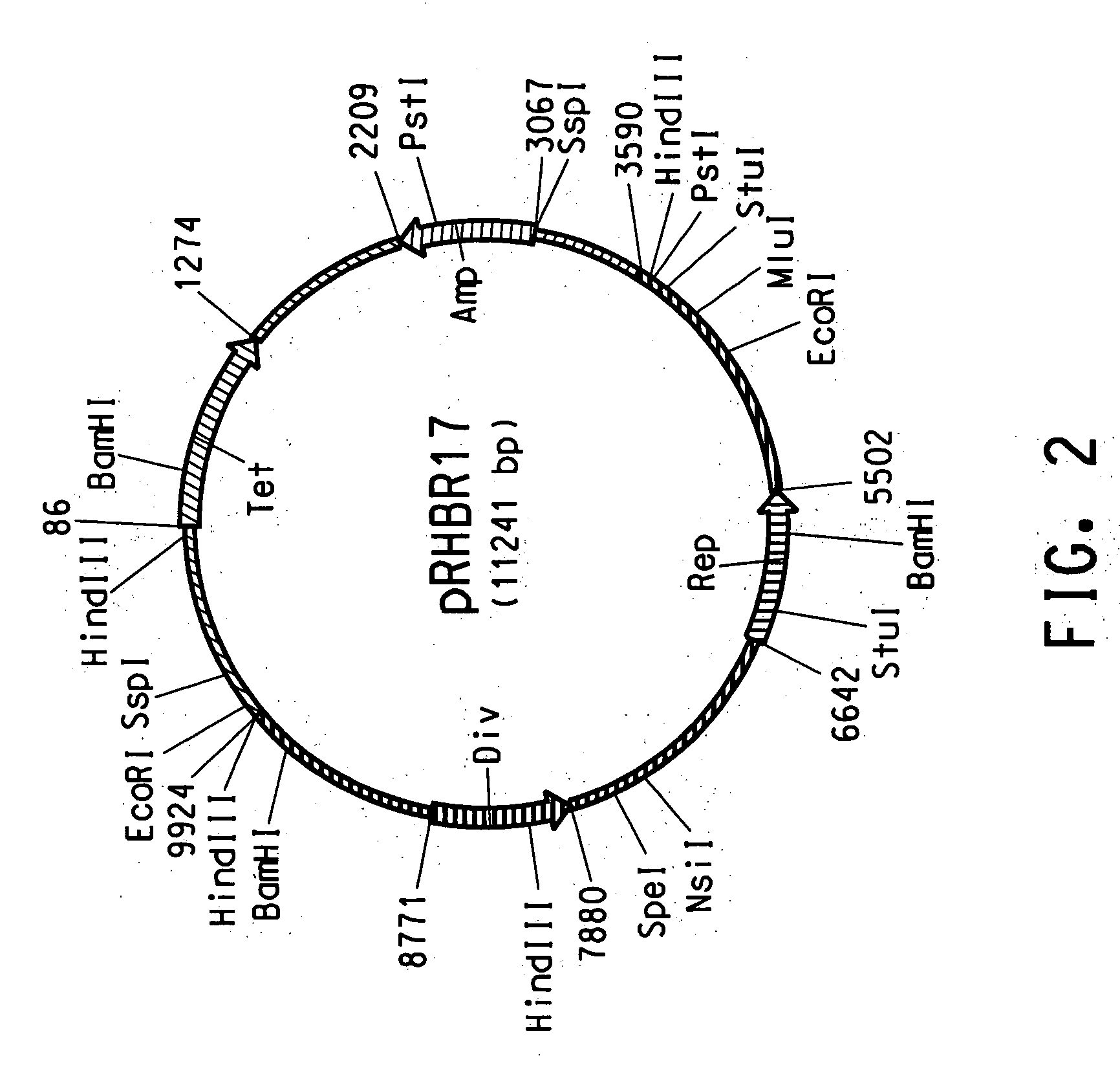 Rhodococcus cloning and expression vectors