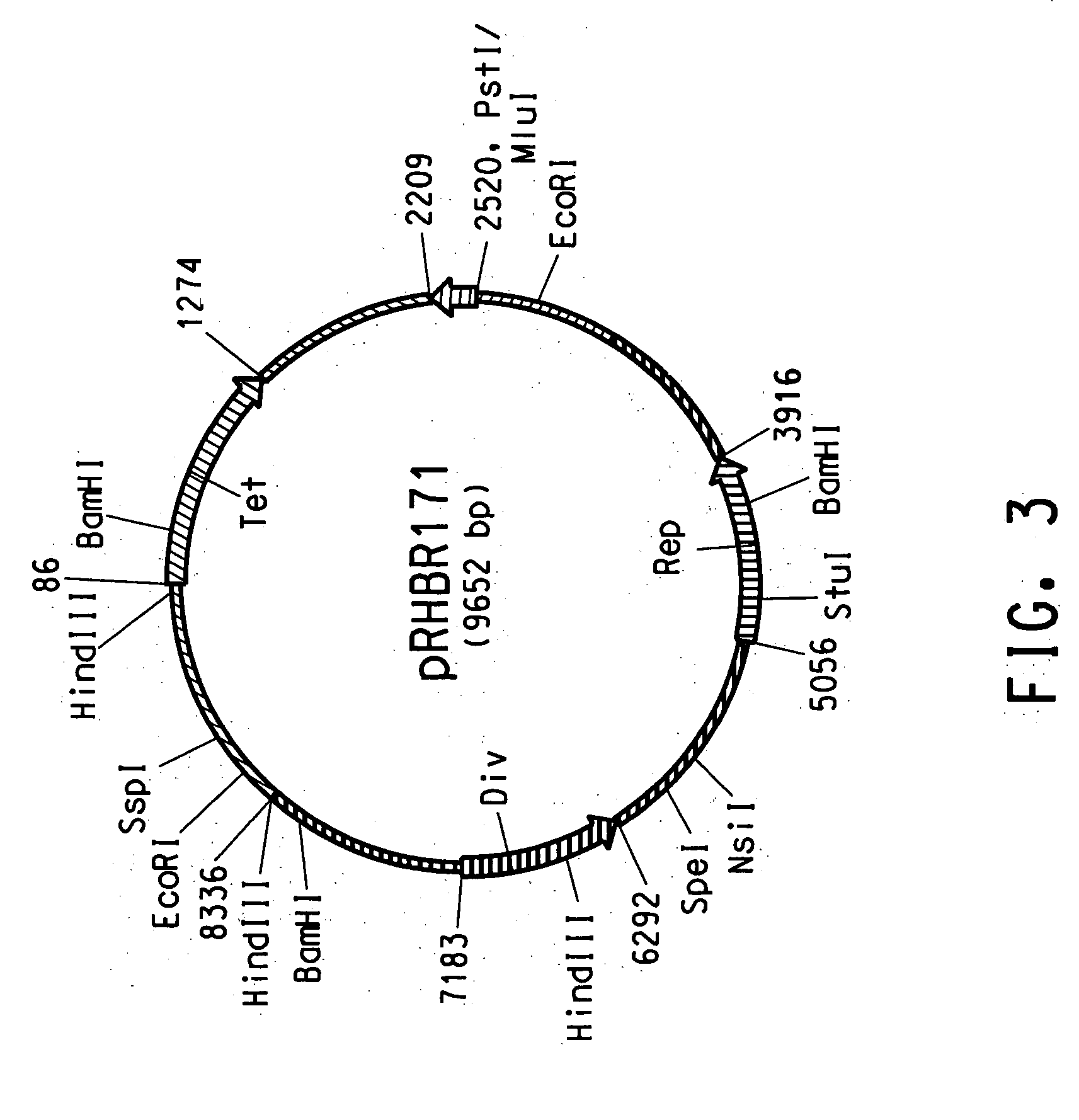 Rhodococcus cloning and expression vectors