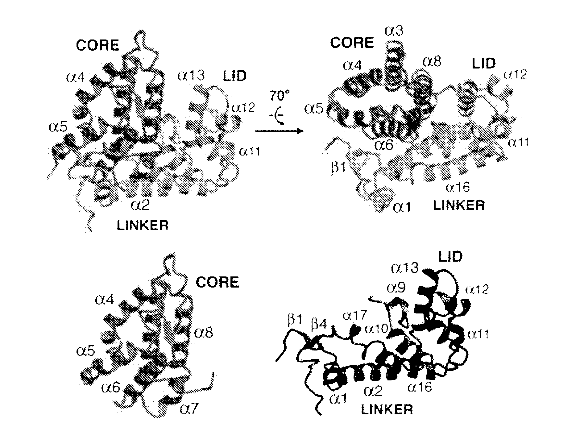 Modulators of phosphotyrosyl phosphatase activator