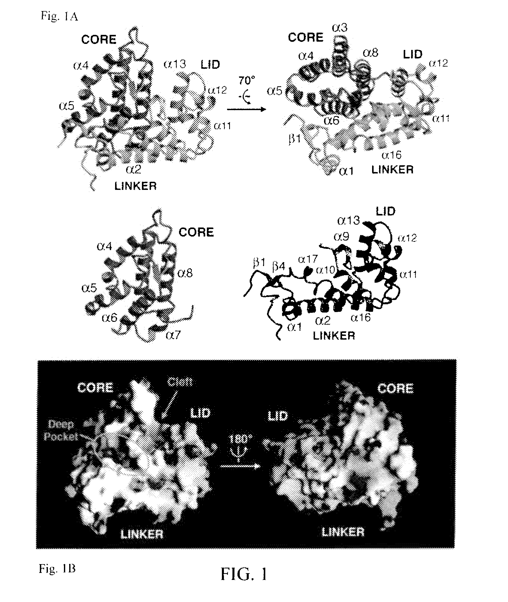 Modulators of phosphotyrosyl phosphatase activator