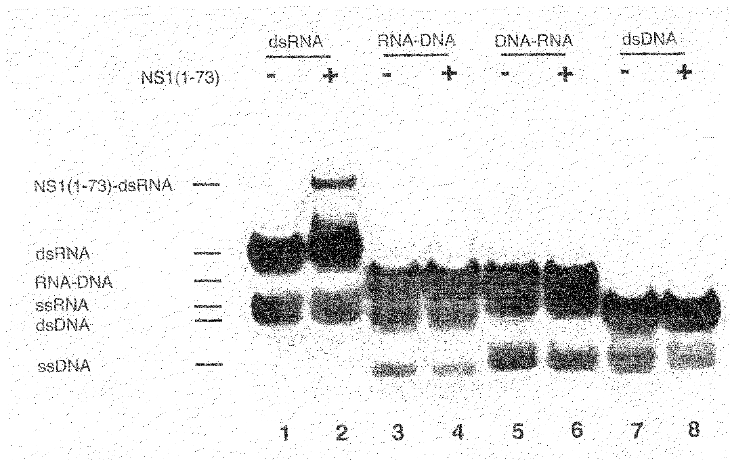 Process for Designing Inhibitors of Influenza Virus Structural Protein 1