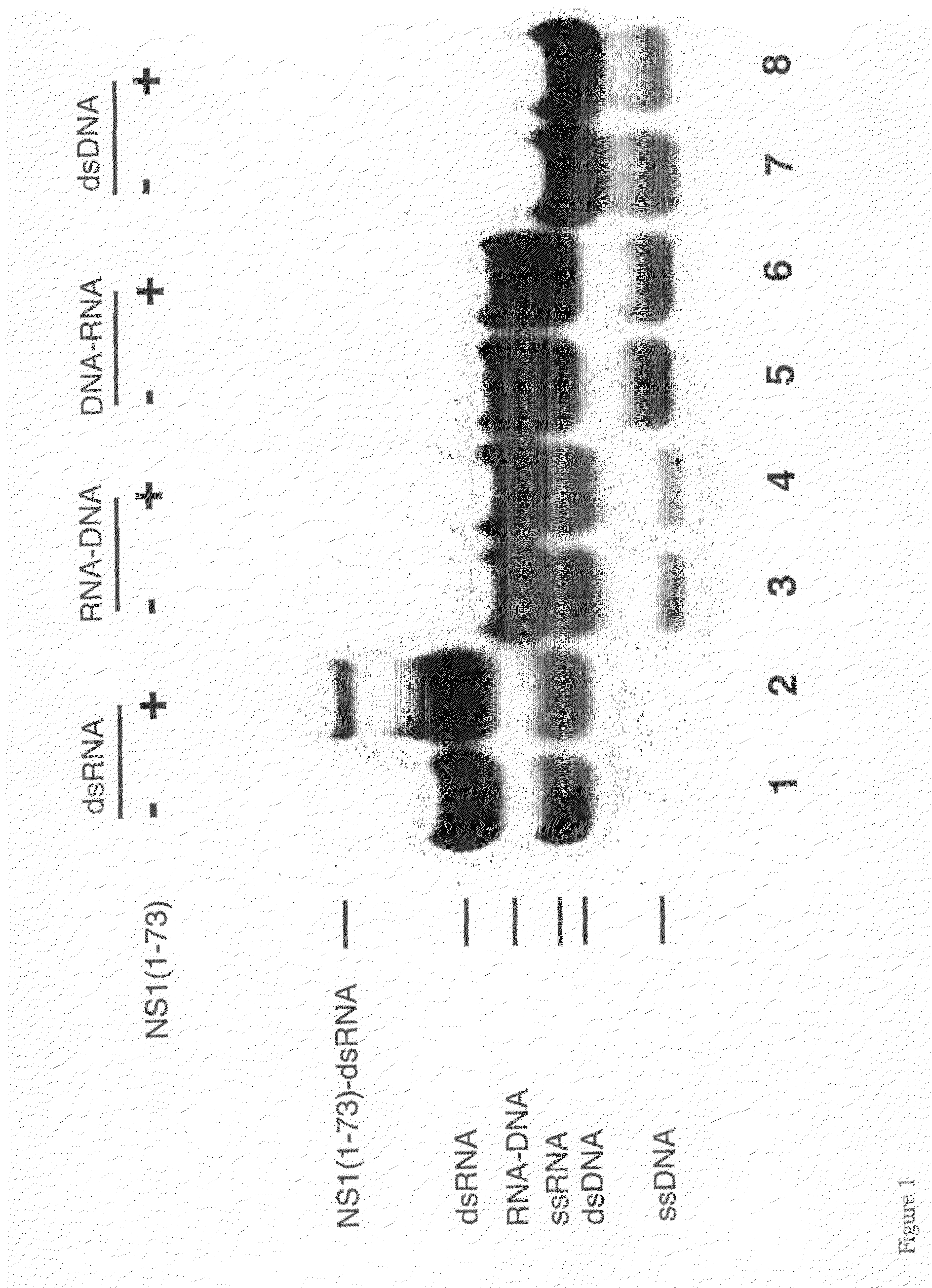 Process for Designing Inhibitors of Influenza Virus Structural Protein 1