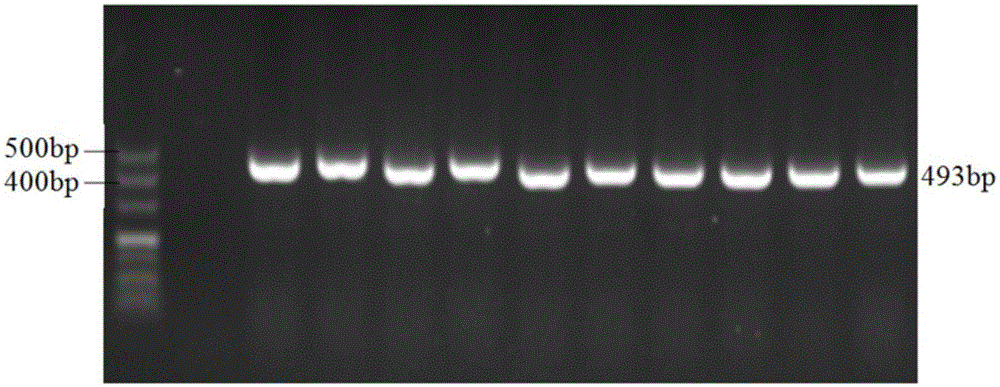 Molecular genetic SNP marker related to sow oestrous symptoms and detection method and application thereof