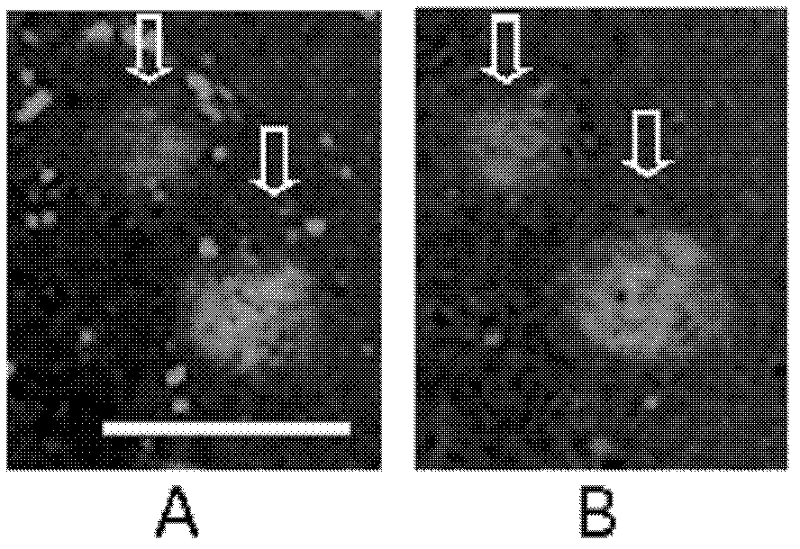 Benzothiazole derivative and application thereof