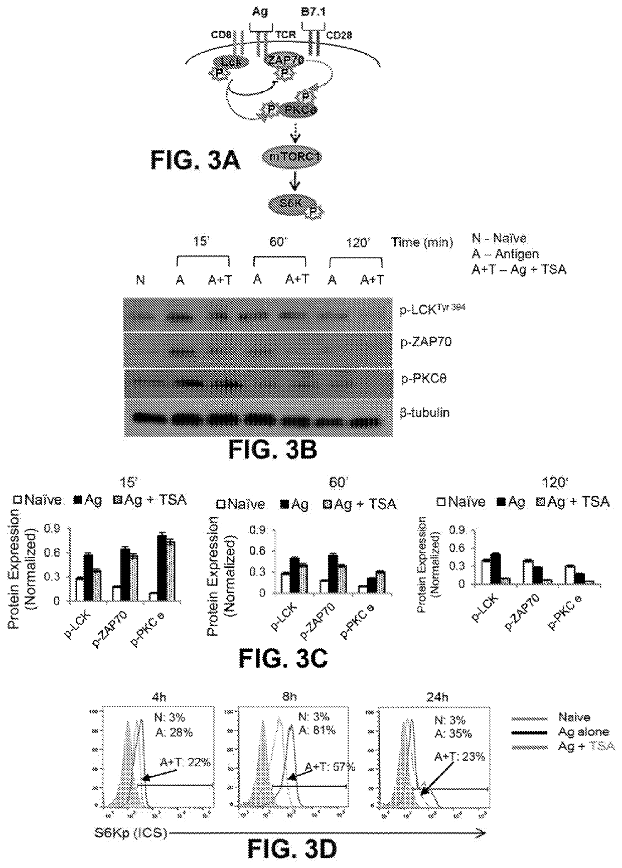 Methods of using lysine deacetylase (KDAC) inhibition to generate antigen specific memory t cell responses for durable immunotherapy