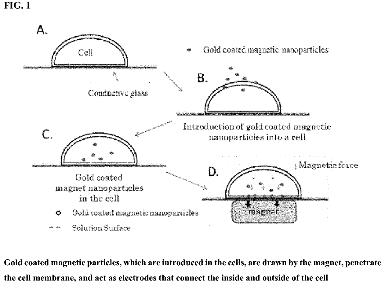 Method for measuring intracellular potential with a capacitance type potential measurement device