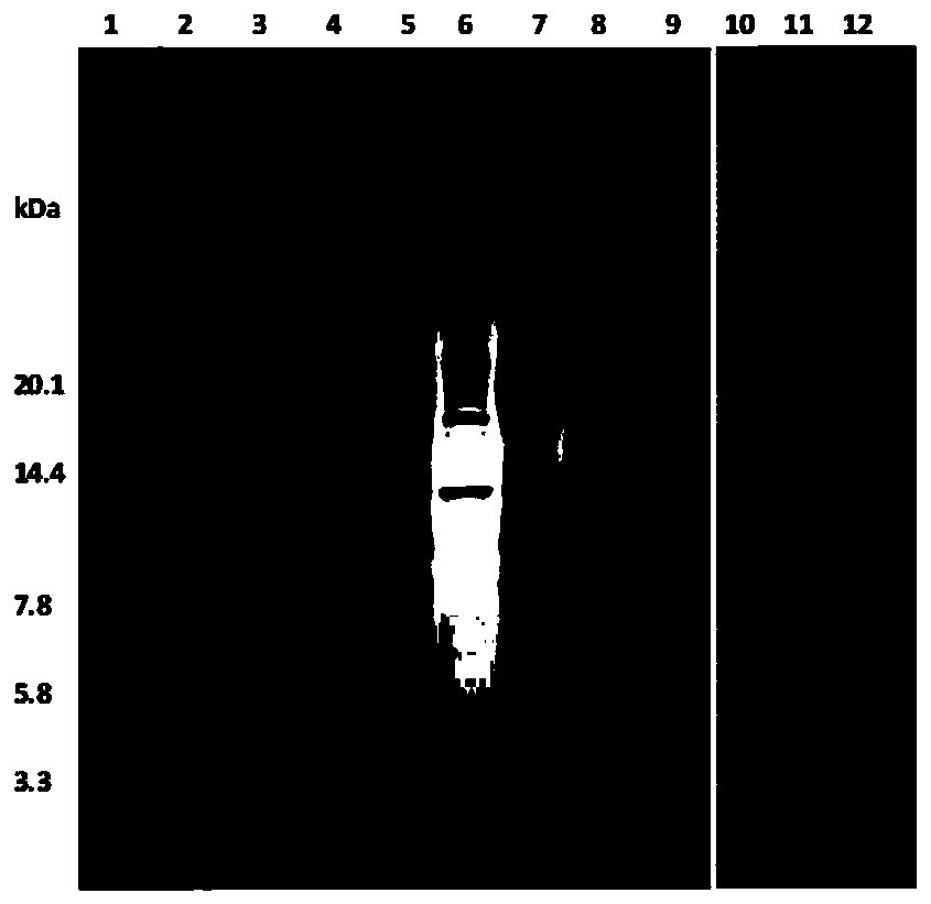 Bacillus velezensis LfF-1 strain and application thereof in protease production