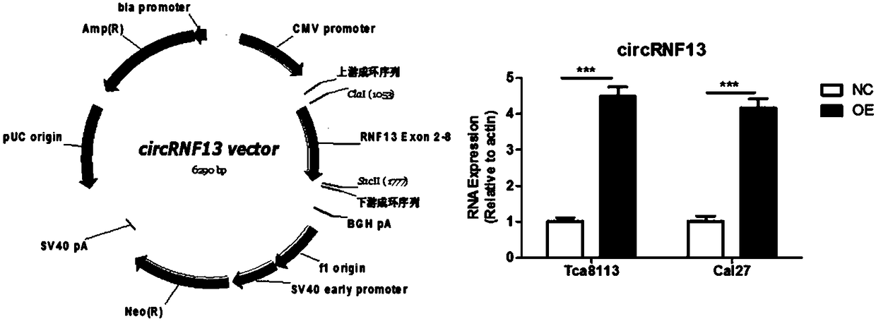 Application of reagent for detecting ring-shaped RNA (ribonucleic acid) circRNF13 in preparing tongue squamous carcinoma auxiliary diagnosis preparation