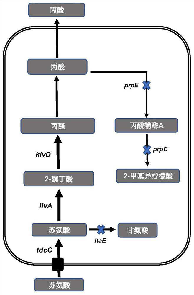 Method for synthesizing propionic acid by using threonine and recombinant bacterium used in method