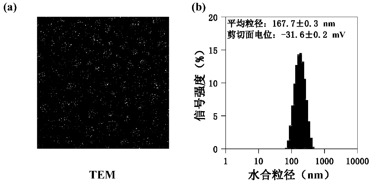 Targeted drug composition for co-loading amphotericin B and adriamycin and application of targeted drug composition