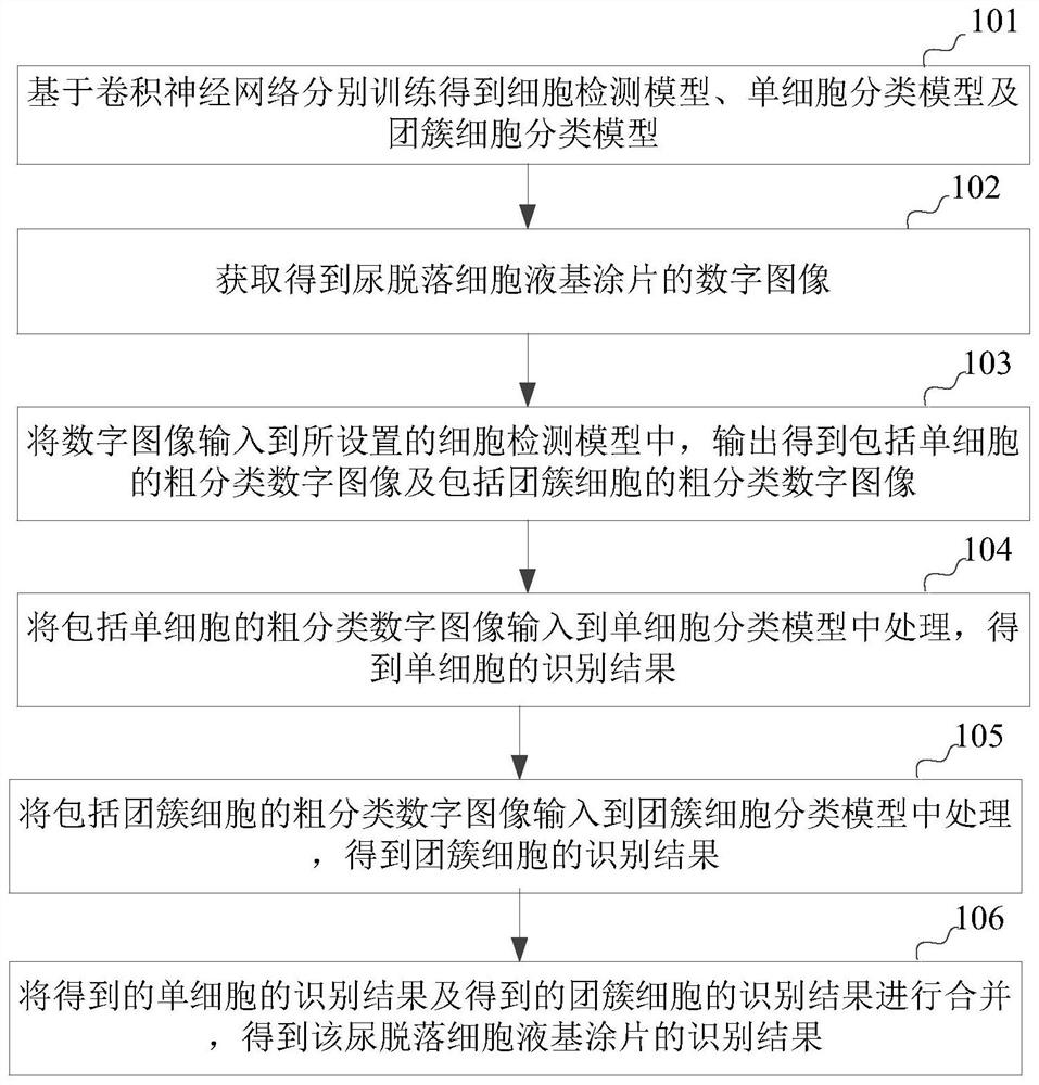 Method and system for reading urine exfoliated cell liquid-based smear