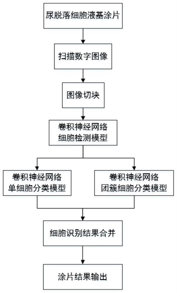 Method and system for reading urine exfoliated cell liquid-based smear