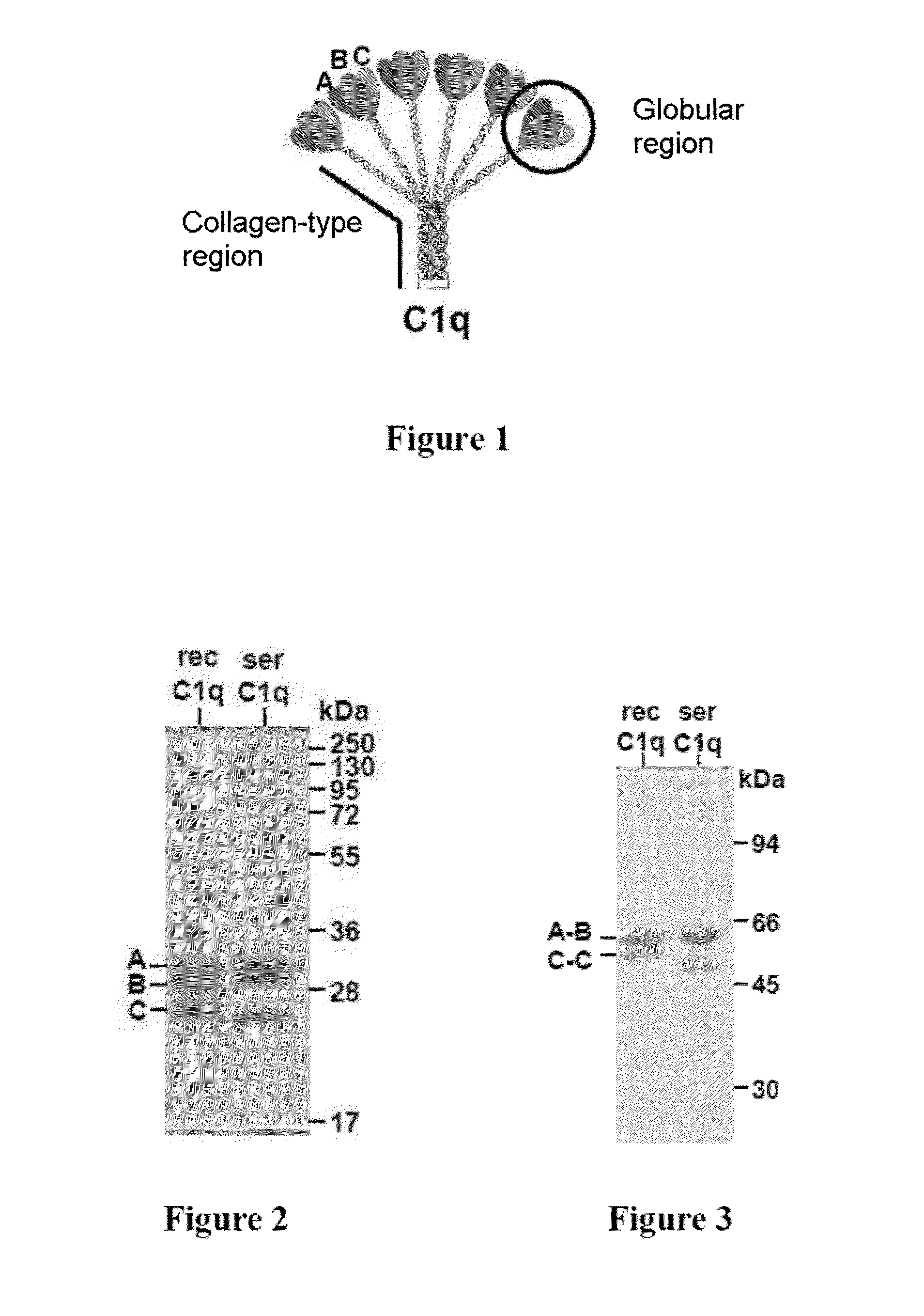 Method for preparing c1q recombinant protein