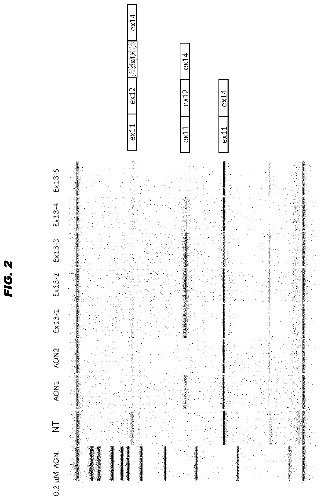 Antisense oligonucleotides for the treatment of eye disease