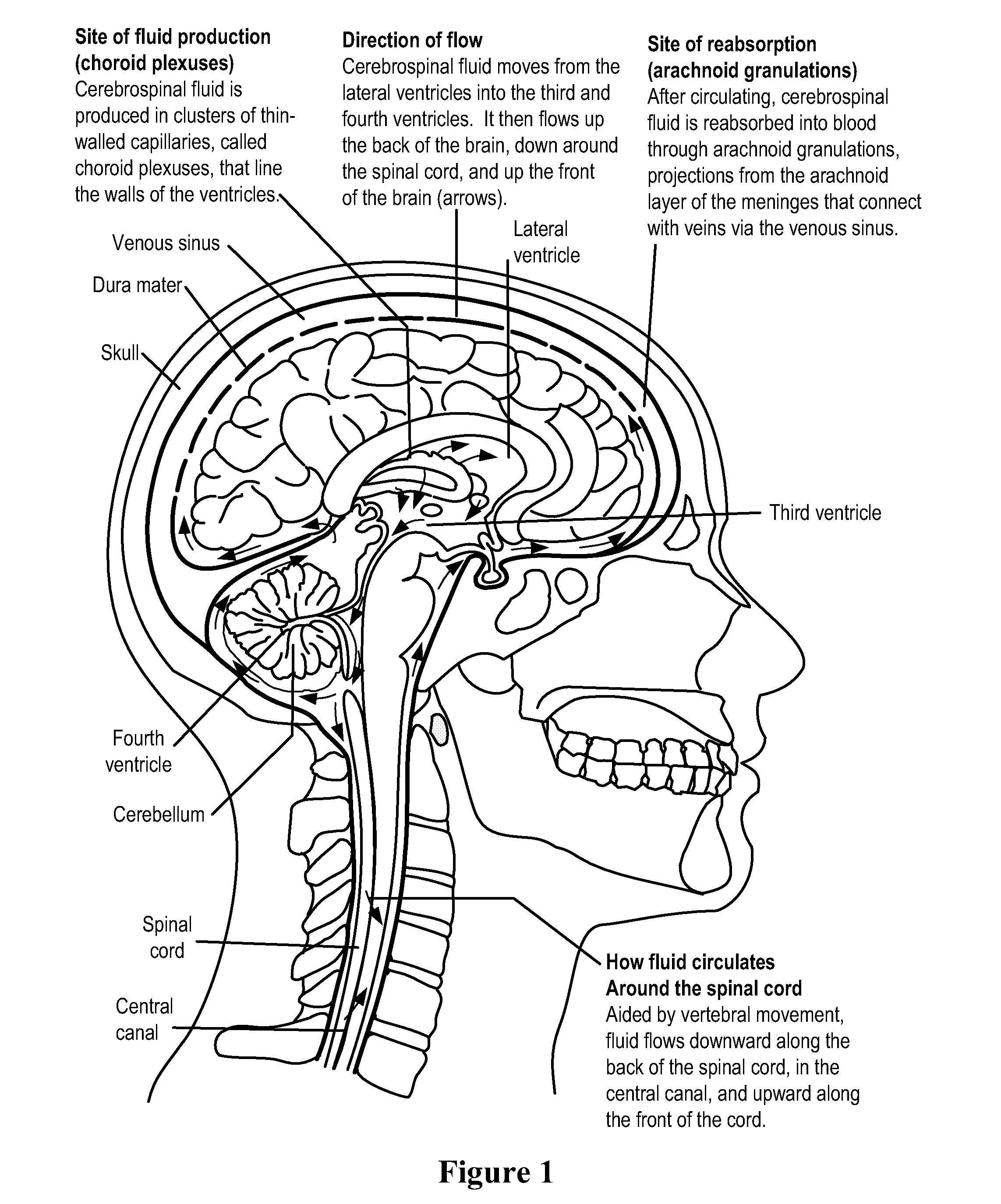 Methods and Compositions for Therapeutic Treatment