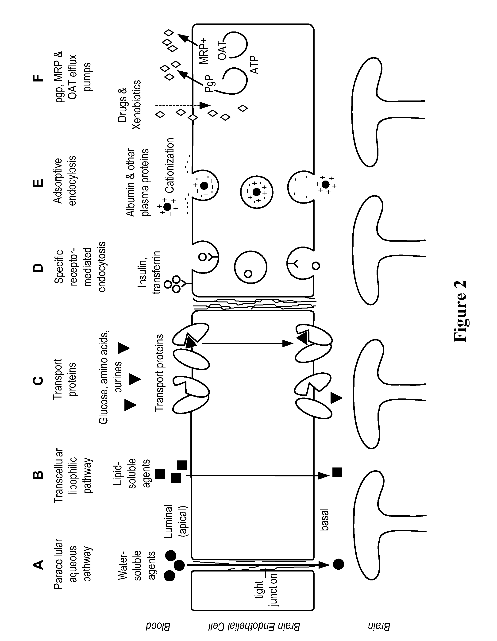 Methods and Compositions for Therapeutic Treatment