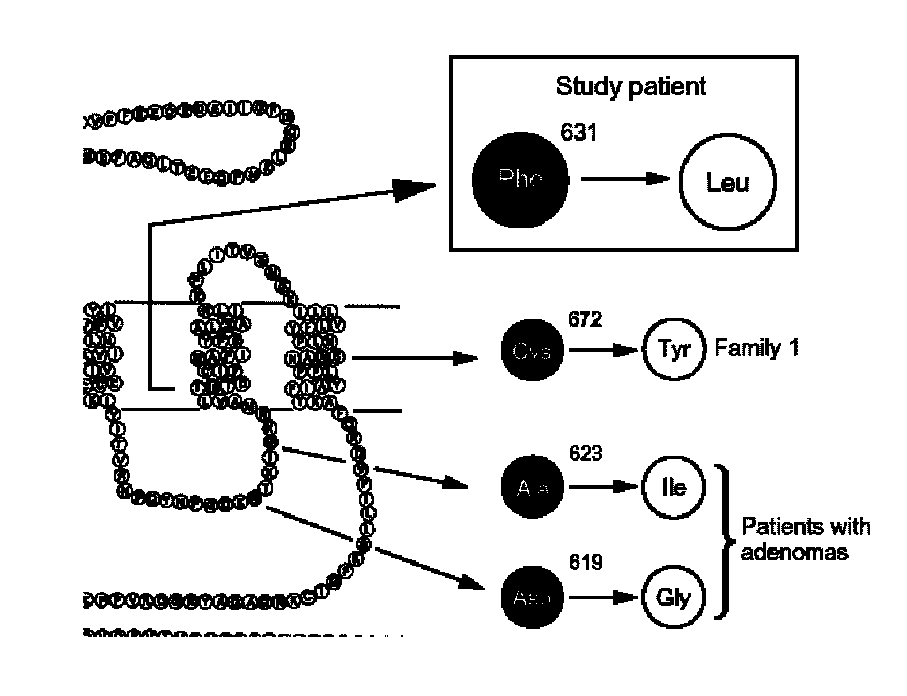 Kit for detecting gene mutational sites of TSHR (thyroid stimulating hormone receptor), and use method and application thereof