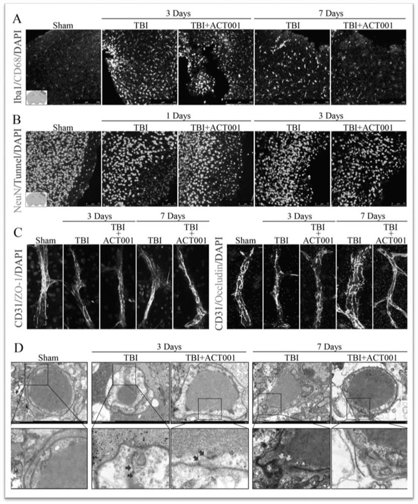 Application of sphaelactone and derivatives thereof in treatment of traumatic craniocerebral injury