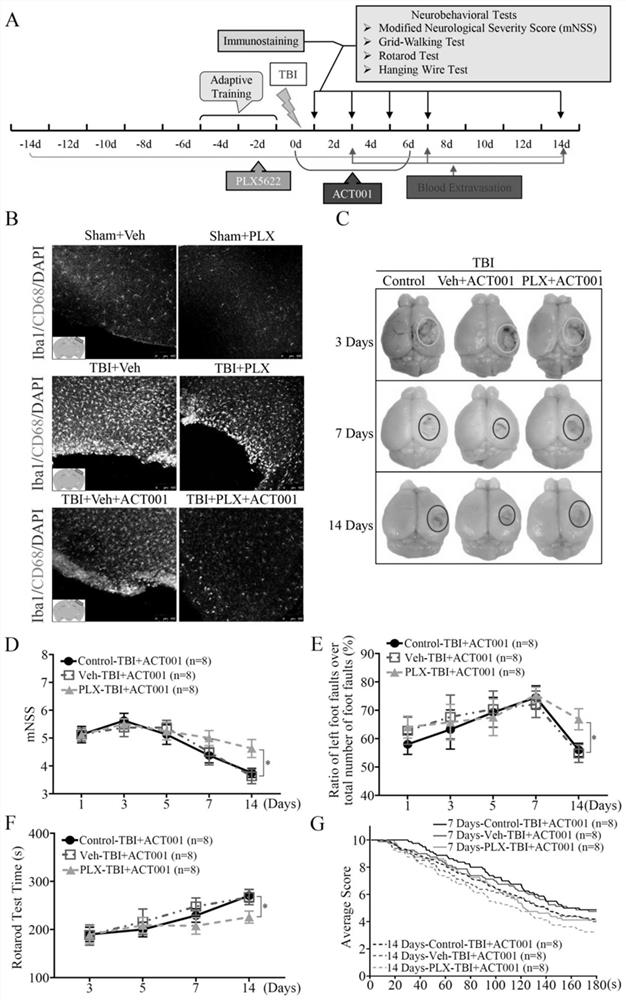 Application of sphaelactone and derivatives thereof in treatment of traumatic craniocerebral injury