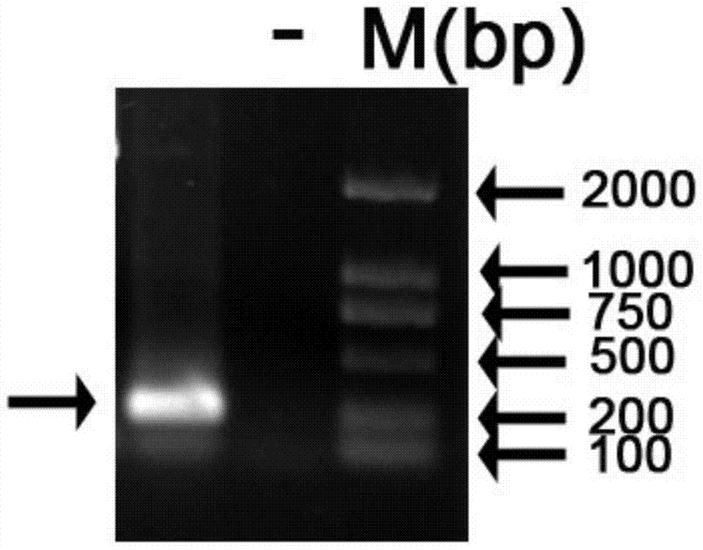 Soybean Salt Tolerance Gene gmcbl3 and Its Application