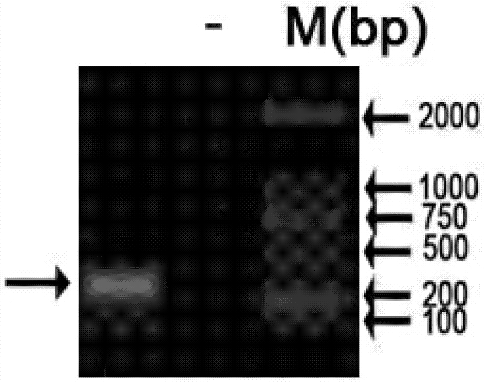 Soybean Salt Tolerance Gene gmcbl3 and Its Application