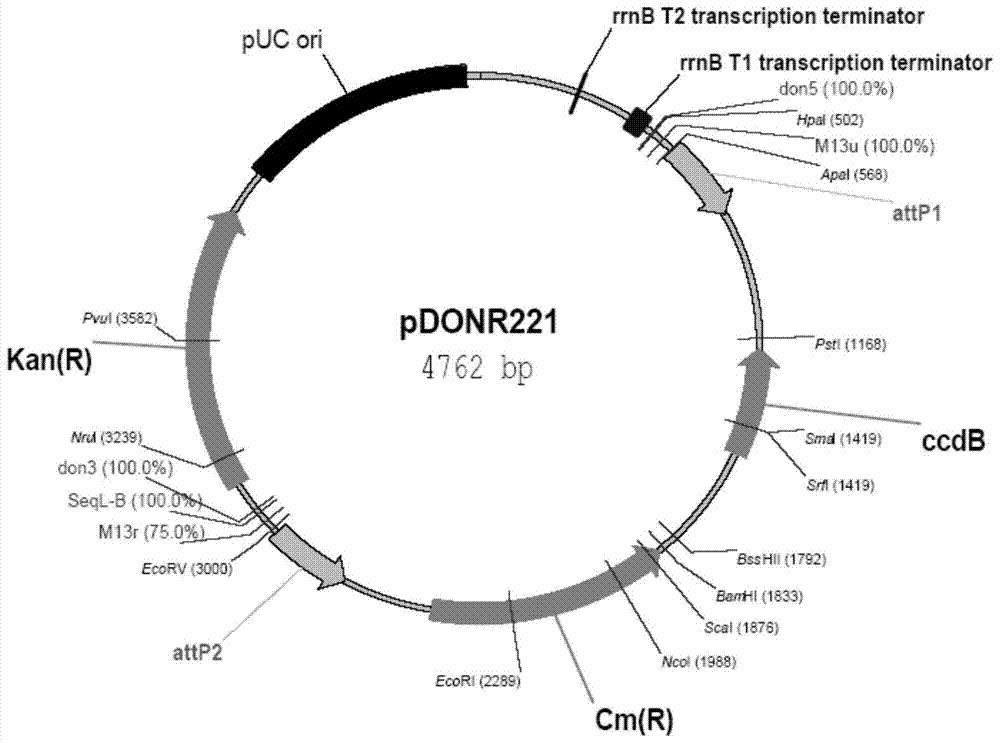 Soybean Salt Tolerance Gene gmcbl3 and Its Application