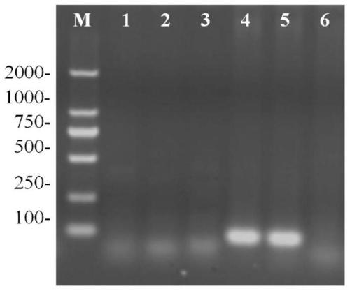 Specific primer, probe, kit and method for detecting barley component