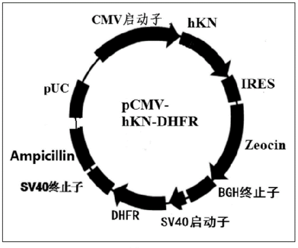 Recombinant human kininogenase and application thereof