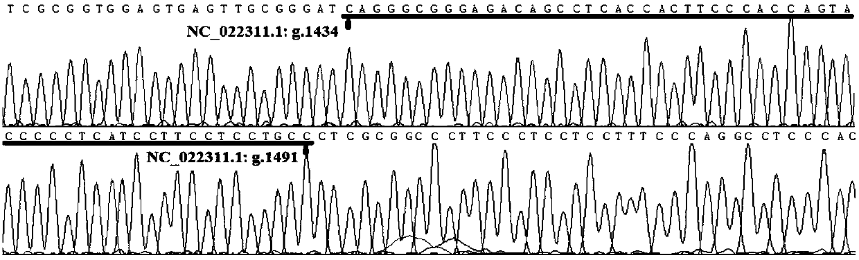 The method and application of detection of small copy number variation of goat tmem95 gene by pcr technique