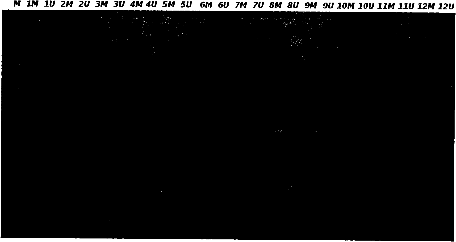 Method and kit for detecting cervical carcinoma by using PAX1 and CDH1 gene methylation