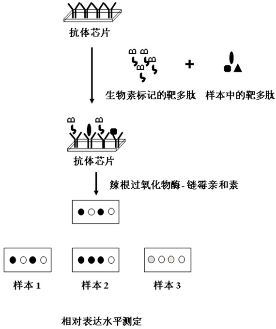 Competitive inhibiting enzyme-linked immune chip kit for detecting obesity factors and preparation method of competitive inhibiting enzyme-linked immune chip kit