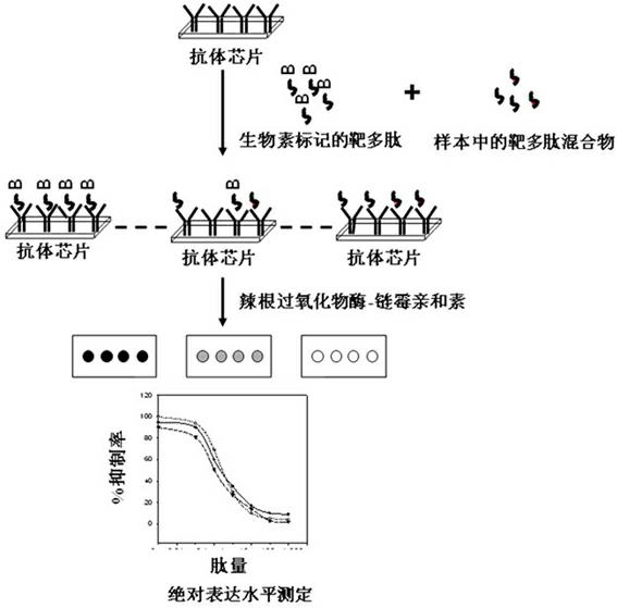 Competitive inhibiting enzyme-linked immune chip kit for detecting obesity factors and preparation method of competitive inhibiting enzyme-linked immune chip kit