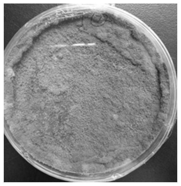 Fungus strain for degrading polyurethane plastic as well as culture method and application thereof