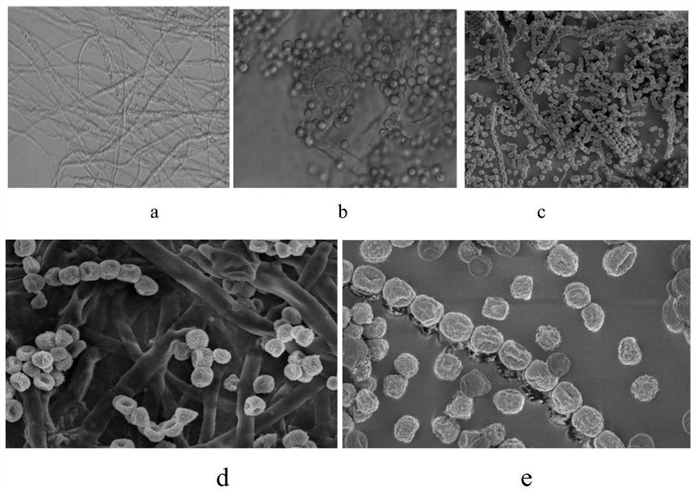 Fungus strain for degrading polyurethane plastic as well as culture method and application thereof