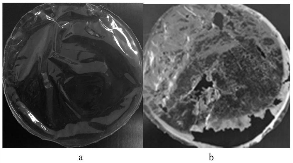 Fungus strain for degrading polyurethane plastic as well as culture method and application thereof