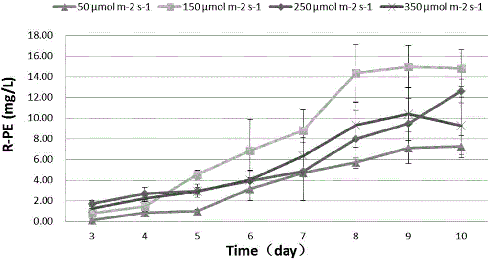 Method for producing phycoerythrin and polyunsaturated fatty acid by using R. salina