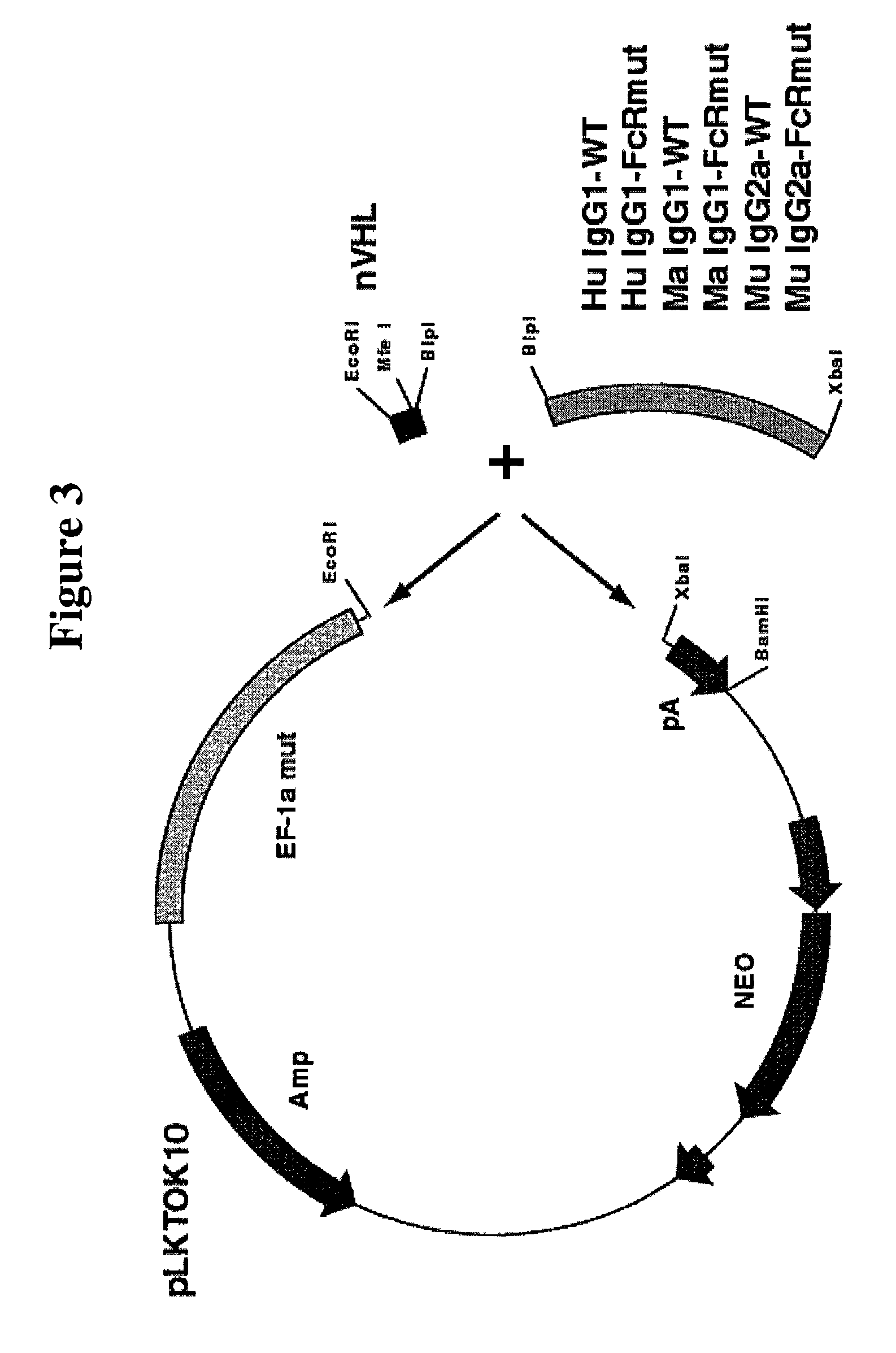 Immunoglobulin DNA cassette molecules, monobody constructs, methods of production, and methods of use therefor