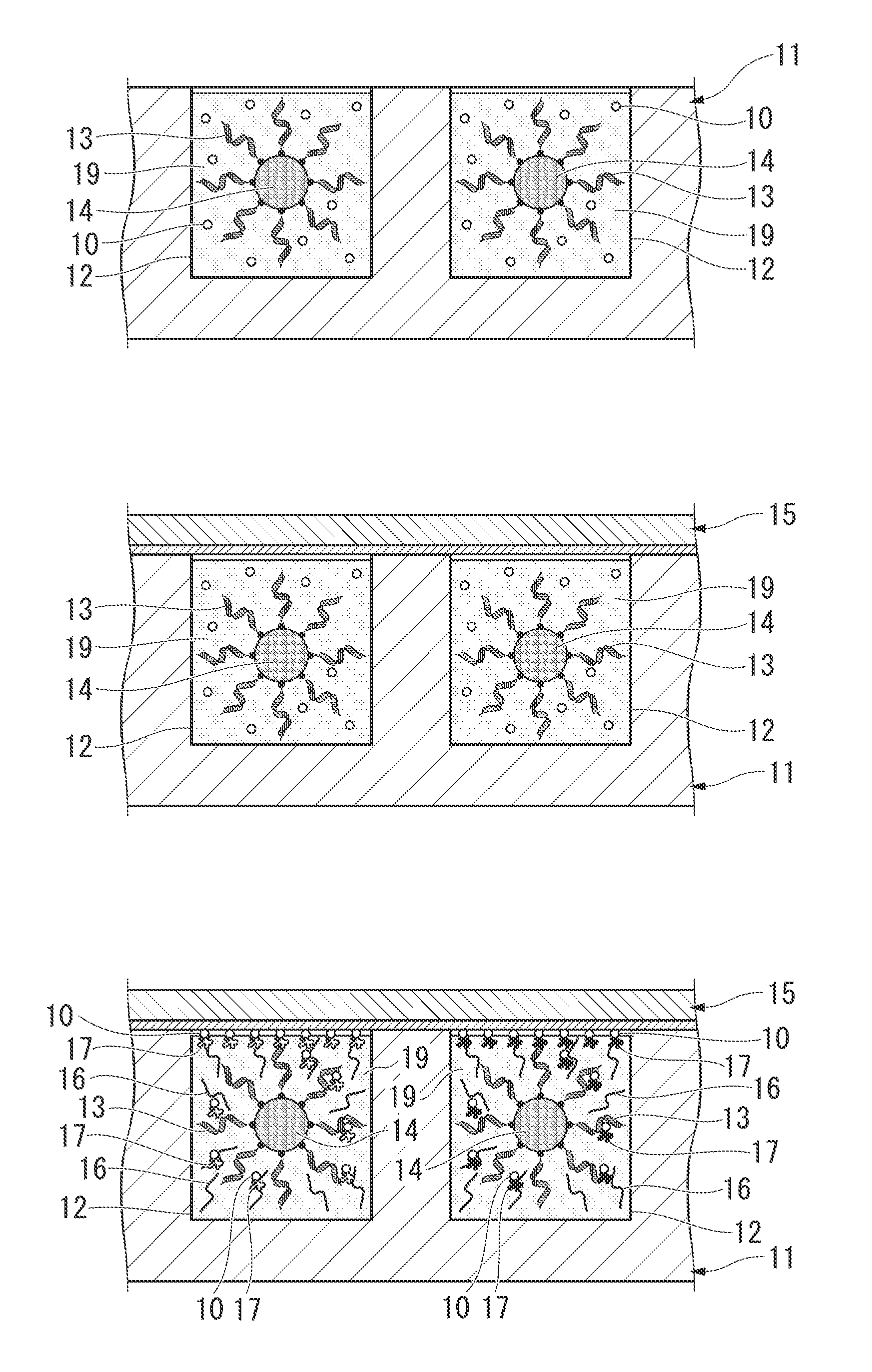 Protein or peptide printing method, protein array or peptide array and functional protein or functional peptide identification method