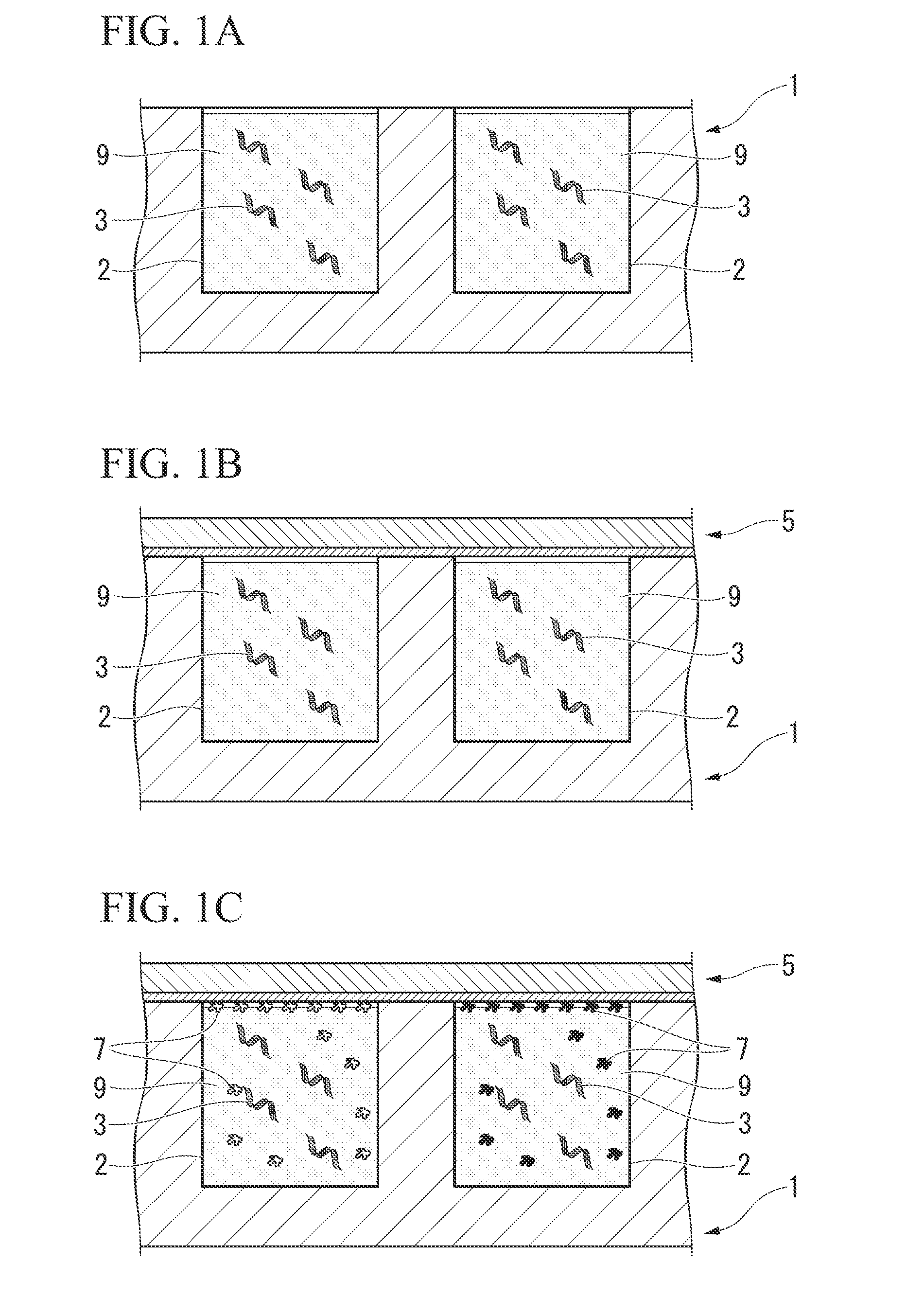 Protein or peptide printing method, protein array or peptide array and functional protein or functional peptide identification method