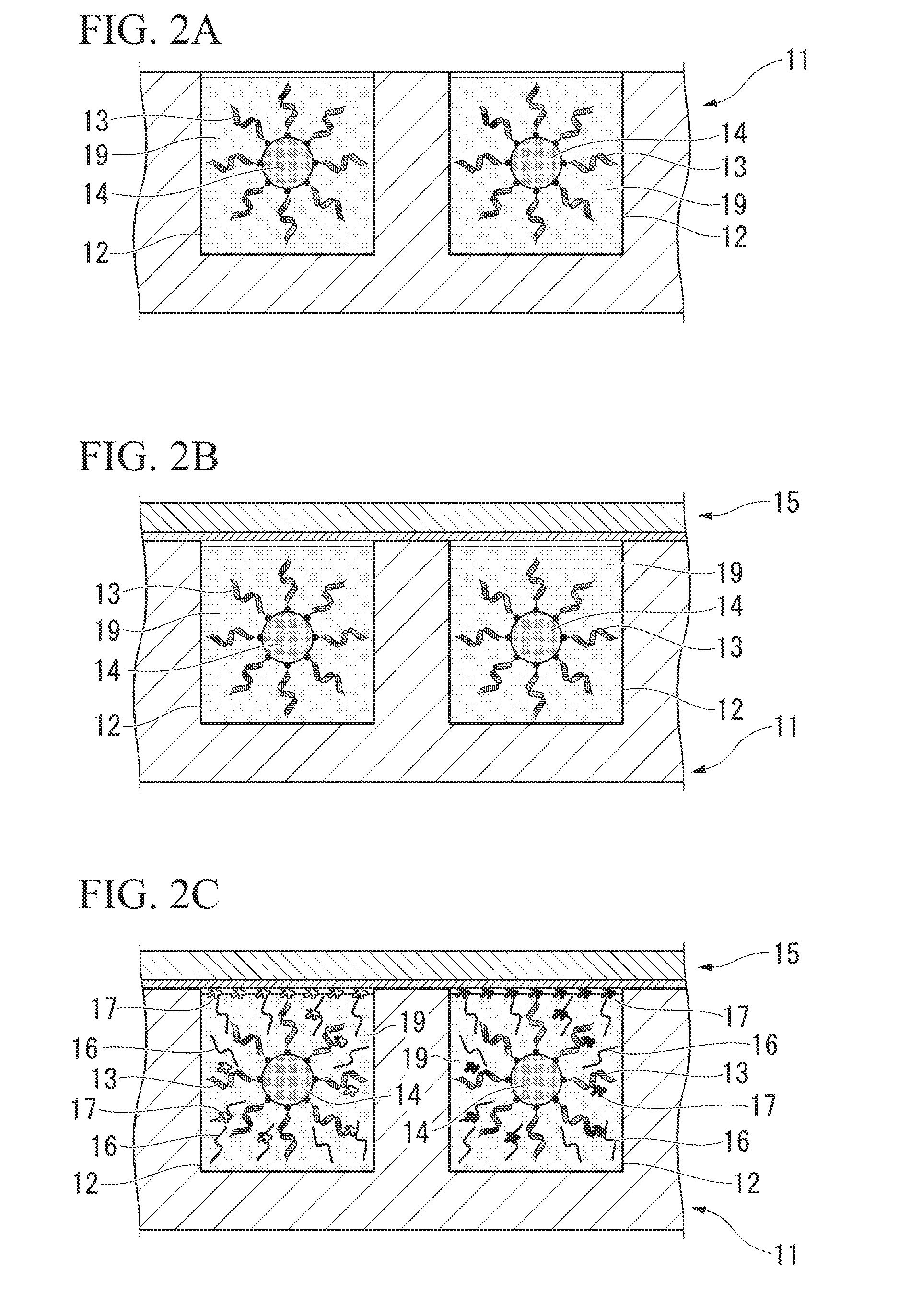 Protein or peptide printing method, protein array or peptide array and functional protein or functional peptide identification method