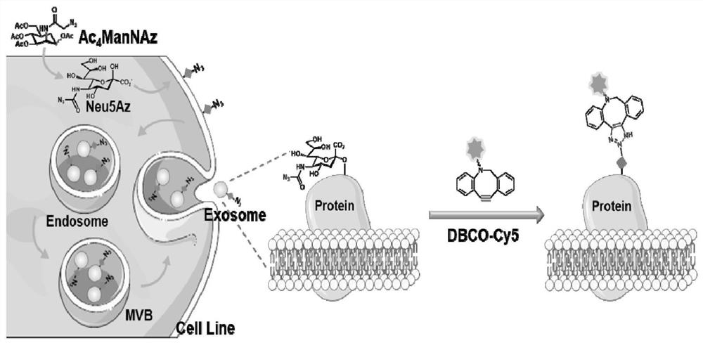 Glycosylation research method of exosomes