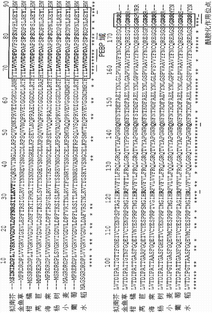 Molecular engineering of a floral inducer for crop improvement