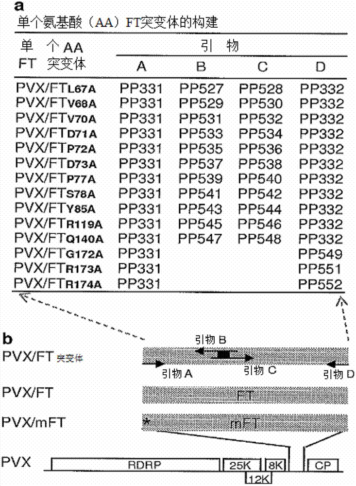 Molecular engineering of a floral inducer for crop improvement