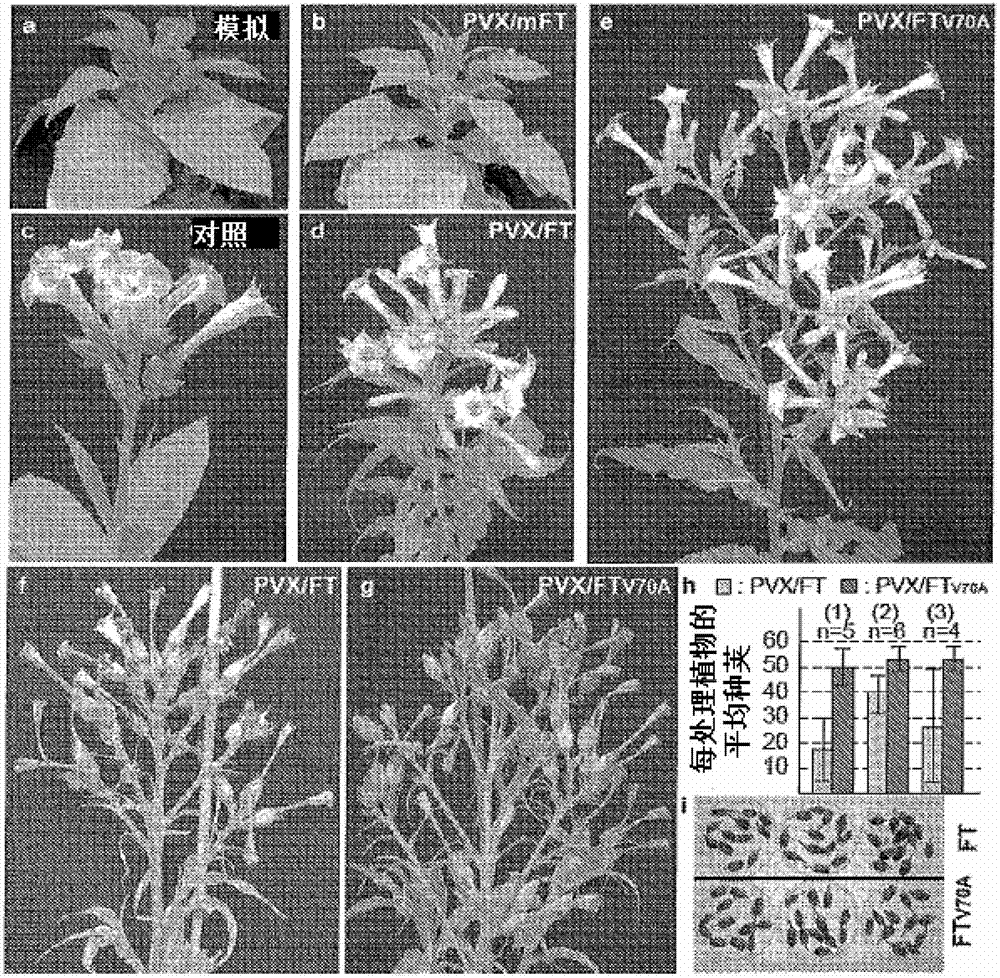 Molecular engineering of a floral inducer for crop improvement