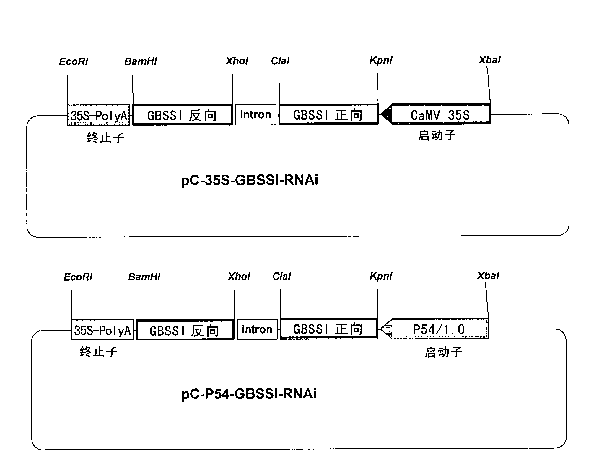 Method for adjusting starch composition of root crops