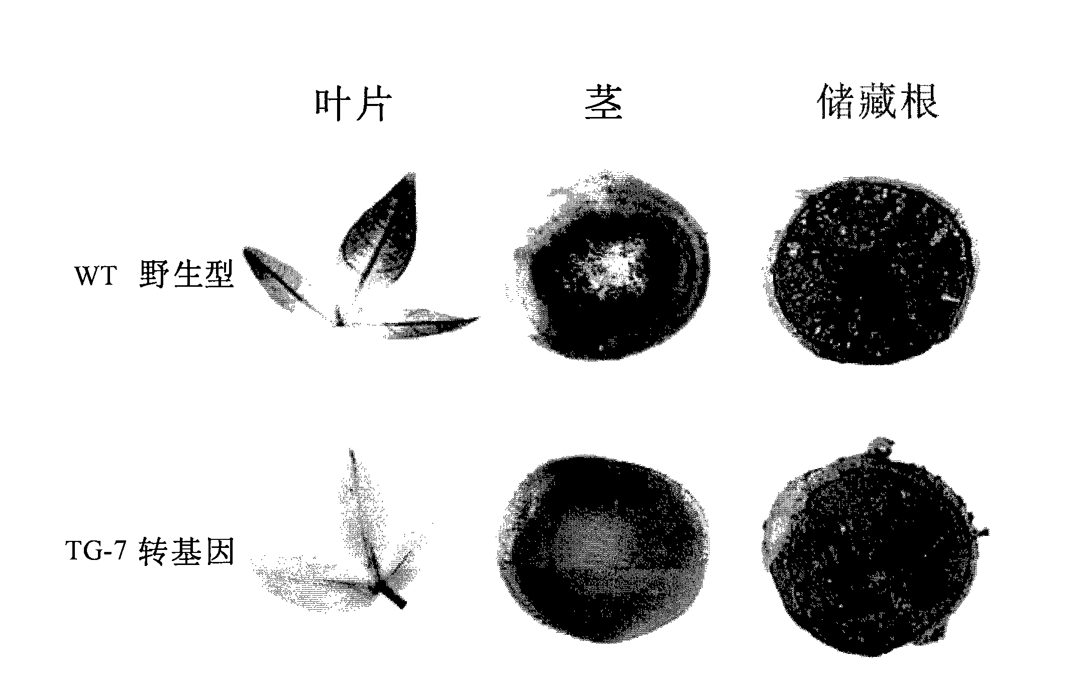 Method for adjusting starch composition of root crops