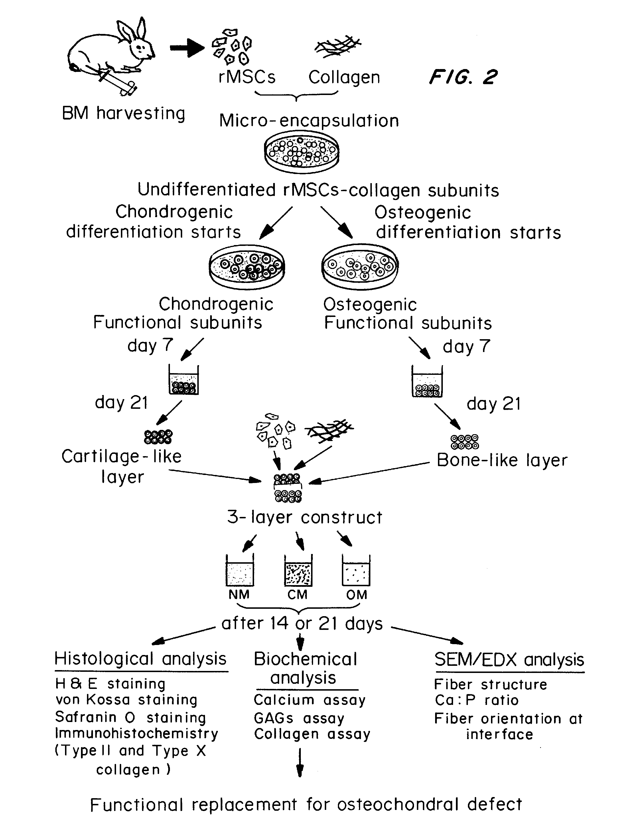 Methods for complex tissue engineering